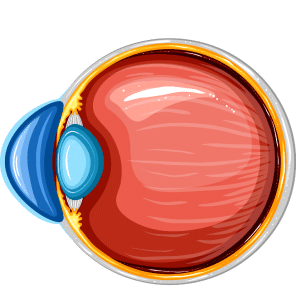 CXL eye drawing
